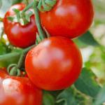 Potagères - Tomate Agora F1 - Graines d'Exception - face recto